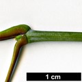 SpeciesSub: subsp. mexicanum SpeciesSub: subsp. mexicanum